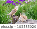 フクロウと花菖蒲 103586020