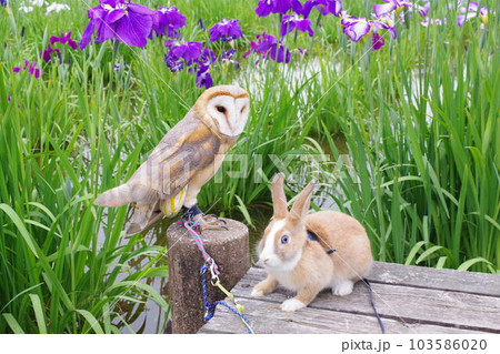 フクロウと花菖蒲 フクロウと花菖蒲 103586020