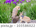 フクロウと花菖蒲 103586022