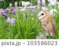 フクロウと花菖蒲 103586023