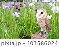 フクロウと花菖蒲 103586024