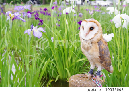 フクロウと花菖蒲 103586024