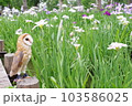フクロウと花菖蒲 103586025