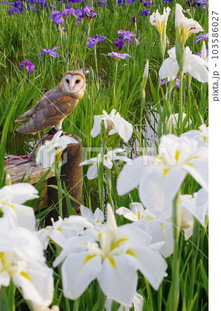 フクロウと花菖蒲 103586027