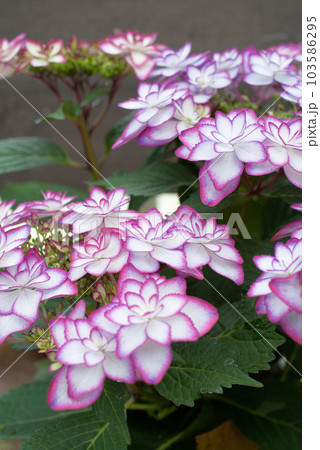 綺麗に咲いた紫陽花 103586295