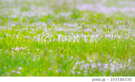 夏草 夏草 103586330