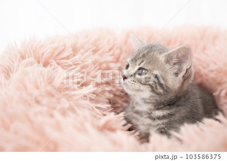 ベッドに入ったスコティッシュフォールドの仔猫 103586375