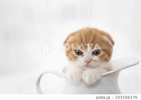 水差しに入ったスコティッシュフォールドの仔猫 103586376