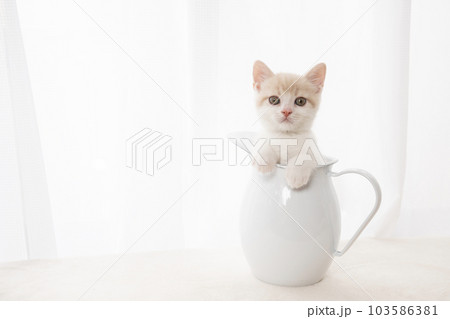 水差しに入ったスコティッシュフォールドの仔猫 103586381