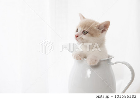 水差しに入ったスコティッシュフォールドの仔猫 103586382