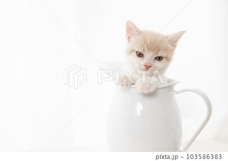 水差しに入ったスコティッシュフォールドの仔猫 103586383