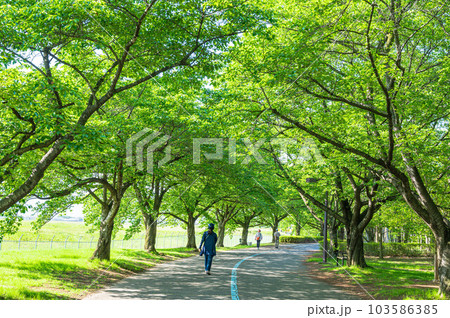 新緑のトンネル 新緑のトンネル 103586385