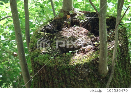 緑色の雑草の中の古い切り株に緑の苔と草と新しい幹の生えている風景 緑色の雑草の中の古い切り株に緑の苔と草と新しい幹の生えている風景 103586470
