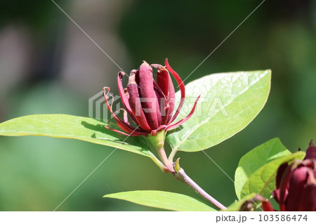 緑の葉と濃い赤色の花びらのアメリカロウバイの花が咲く花木の枝の風景 103586474