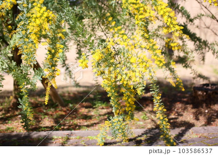 銀葉アカシアの花 銀葉アカシアの花 103586537