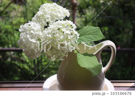 窓辺に庭の紫陽花アナベルを生ける 窓辺に庭の紫陽花アナベルを生ける 103586676
