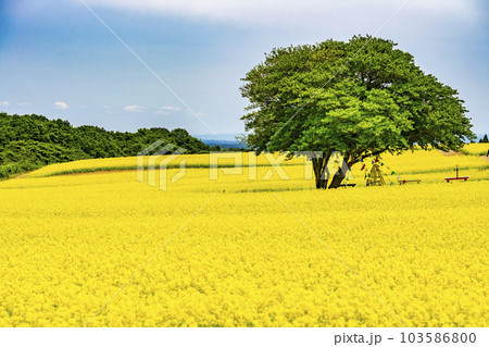 丘のある公園と菜の花畑 初夏のやくらい 宮城県加美町 丘のある公園と菜の花畑 初夏のやくらい 宮城県加美町 103586800