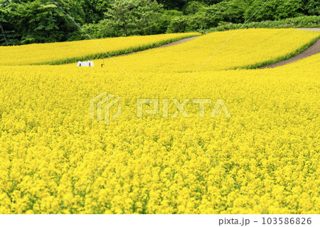 丘のある公園と菜の花畑　初夏のやくらい　宮城県加美町 103586826