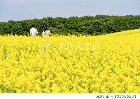 丘のある公園と菜の花畑　初夏のやくらい　宮城県加美町 103586831