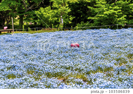 丘のある公園とネモフィラ　初夏のやくらい　宮城県加美町 103586839
