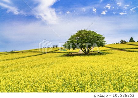 丘のある公園と菜の花畑　初夏のやくらい　宮城県加美町 103586852