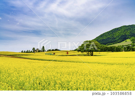 丘のある公園と菜の花畑 初夏のやくらい 宮城県加美町 丘のある公園と菜の花畑 初夏のやくらい 宮城県加美町 103586858