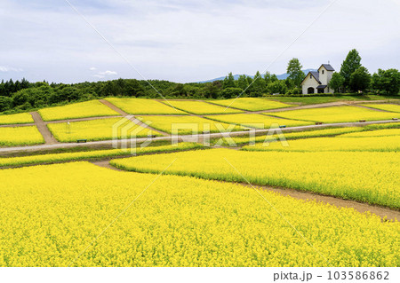 丘のある公園と菜の花畑 初夏のやくらい 宮城県加美町 丘のある公園と菜の花畑 初夏のやくらい 宮城県加美町 103586862