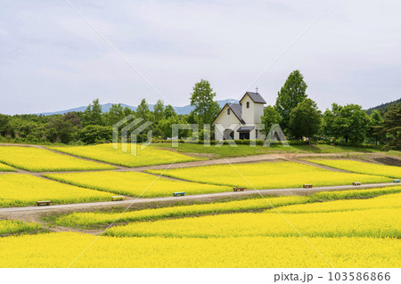 丘のある公園と菜の花畑 初夏のやくらい 宮城県加美町 丘のある公園と菜の花畑 初夏のやくらい 宮城県加美町 103586866