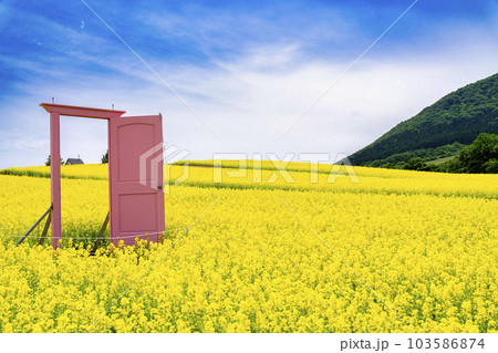 丘のある公園と菜の花畑 ピンクのドア 初夏のやくらい 宮城県加美町 丘のある公園と菜の花畑 ピンクのドア 初夏のやくらい 宮城県加美町 103586874