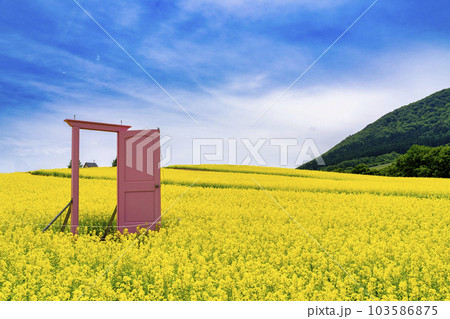 丘のある公園と菜の花畑　ピンクのドア　初夏のやくらい　宮城県加美町 103586875
