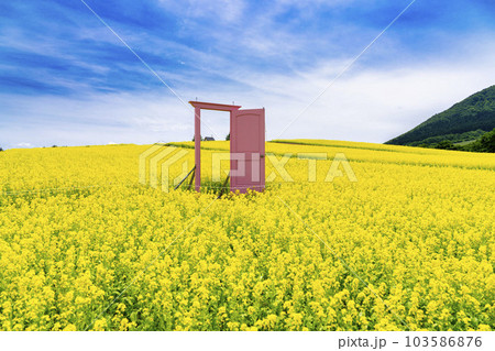 丘のある公園と菜の花畑　ピンクのドア　初夏のやくらい　宮城県加美町 103586876