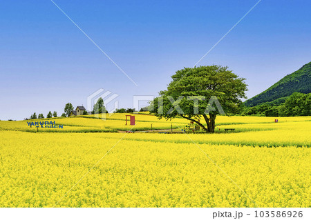丘のある公園と菜の花畑 初夏のやくらい 宮城県加美町 丘のある公園と菜の花畑 初夏のやくらい 宮城県加美町 103586926