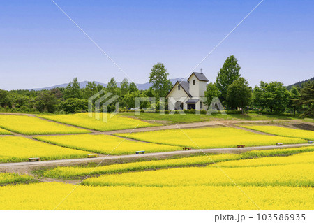 丘のある公園と菜の花畑　初夏のやくらい　宮城県加美町 103586935