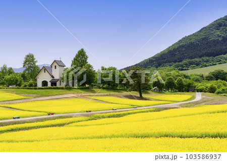 丘のある公園と菜の花畑 初夏のやくらい 宮城県加美町 丘のある公園と菜の花畑 初夏のやくらい 宮城県加美町 103586937