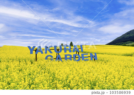 丘のある公園と菜の花畑 初夏のやくらい 宮城県加美町 丘のある公園と菜の花畑 初夏のやくらい 宮城県加美町 103586939