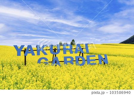 丘のある公園と菜の花畑　初夏のやくらい　宮城県加美町 103586940