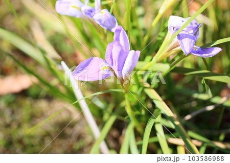 カンザキアヤメの花 103586988