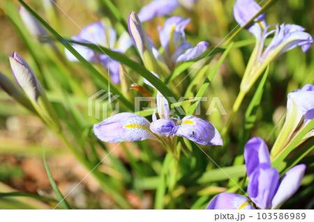 カンザキアヤメの花 カンザキアヤメの花 103586989