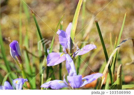 カンザキアヤメの花 103586990