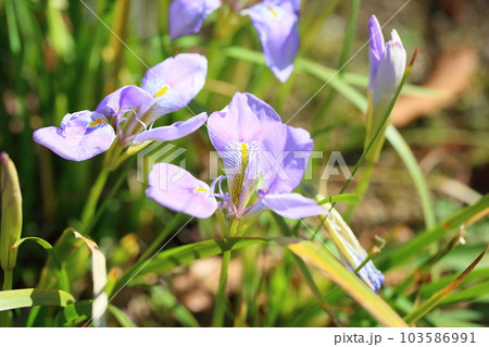 カンザキアヤメの花 103586991