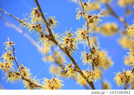 マンサクの花 103586992