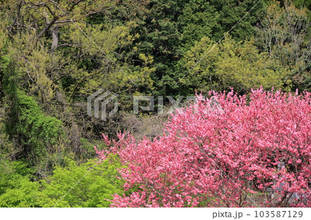 関山桜 関山桜 103587129