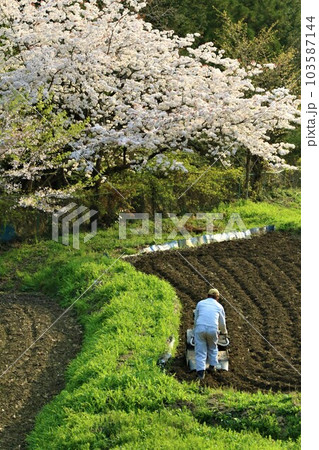 ゆずの里毛呂山町の里山を彩る満開の桜と棚田を耕す農民の風景 103587144
