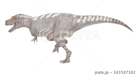アルバートサウルス　小型でややスマートなティラノサウルスの9眷属　 103587302