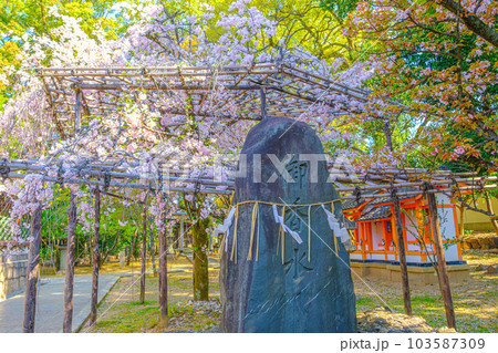 京都、御香宮神社の枝垂桜 103587309