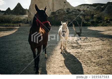 Brown and white horses standing on land against mountains in Goreme, Cappadocia. Turkey Brown and white horses standing on land against mountains in Goreme, Cappadocia. Turkey 103587583