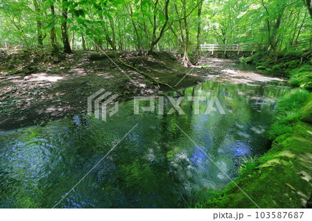 新緑の黒岳原生林と清流（男池・由布市） 103587687