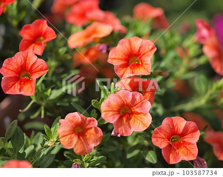 オレンジ色のペチュニアの花の写真素材 [103587734] - PIXTA