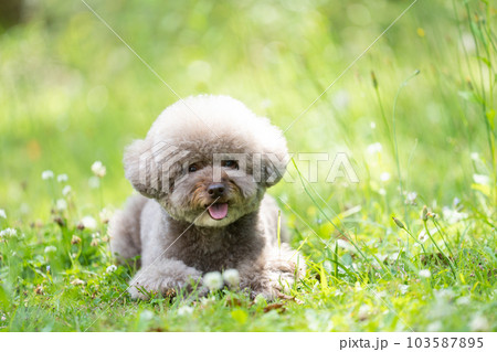 トイプードル 103587895