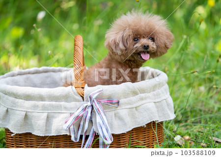 バスケットに入ったトイプードル バスケットに入ったトイプードル 103588109